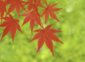 Red Maple Leaves