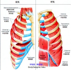 intercostal01